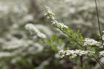 beautiful spring  white spirea bush blossom