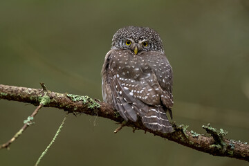 Pygmy owl on a branch deep in the forest