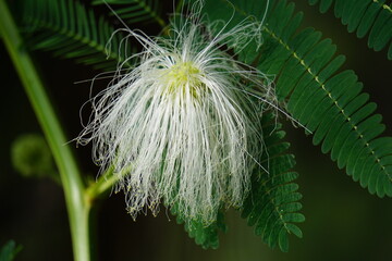 Kaliandra putih (Calliandra tetragona, Zapoteca tetragona) flower. Calliandra is a plant that is widely planted on cliffs to resist erosion. - obrazy, fototapety, plakaty