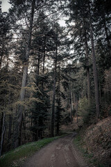 little road in the woods