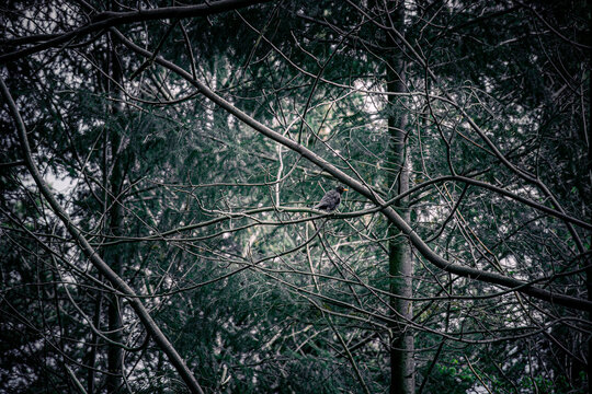 trees in the dark forest