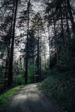 big road in the woods