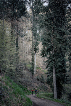 path in the dark forest