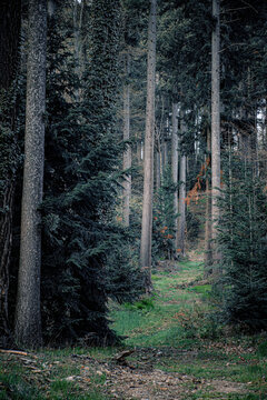 footpath in the dark big woods