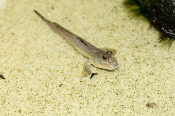 Barred mudskipper