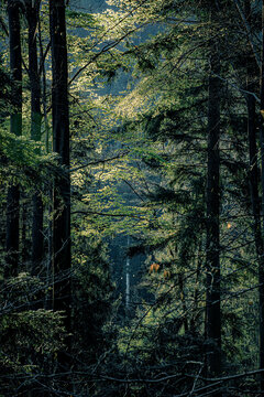 footpath in the dark woods