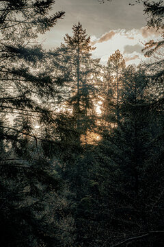 sunset over the forest river