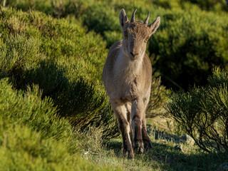 Cabra montesa en la Maliciosa