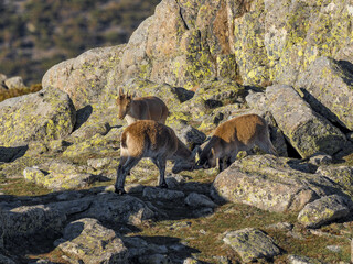 Cabras montesas peleándose