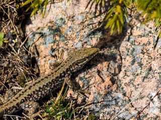 Lagartija en Guadarrama