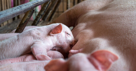 The top view of Many newly born piglets are sleeping on the mother's milk, Momma pig feeding baby...