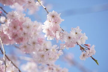桜