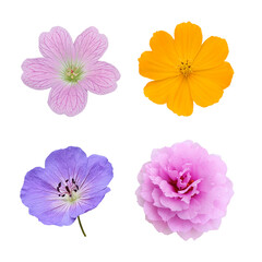 set of flowers isolated (.png file)