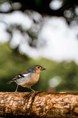 Angry birds, Madeira, birds in the forest