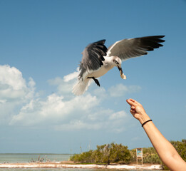 Seagull in flight grabs food with its beak from the hands of a woman with her arm raised on the deserted beach on Holbox Island in Mexico