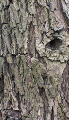 Details of the bark of ziziphus mucronata