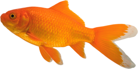 Large goldfish on a transluscent background