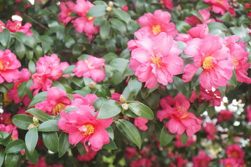 Fototapeta premium さざんか