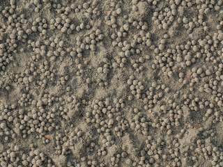 Shells on the beach, Ghost Crabs and Sand Cubes, their poop. On a sandy beach mixed with shells This is a day of rest travel outside on gray sand