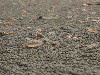 Shells on the beach, Ghost Crabs and Sand Cubes, their poop. On a sandy beach mixed with shells This is a day of rest travel outside on gray sand