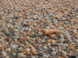 White sand beach mixed with small shells. line up on the beach that was washed by the waves Indicates a good ecosystem and environment. natural beauty suitable for traveling on holidays