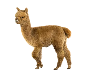 Foto auf Alu-Dibond Side view of a Light fawn young alpaca walking , six months opld - Lama pacos © Eric Isselée