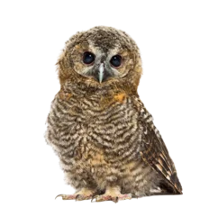 Raamstickers One month old Tawny Owl looking at the camera, Strix aluco, isolated © Eric Isselée