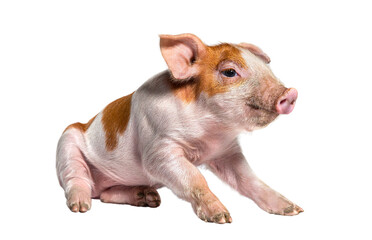 Sitting Young pig (mixedbreed), isolated