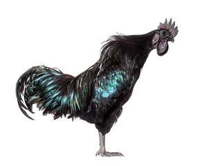 Profile view of a Ayam Cemani rooster, chicken, isolated on white