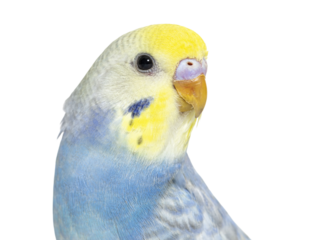 Close-up of a Blue rainbow Budgerigar bird head, isolated on whi