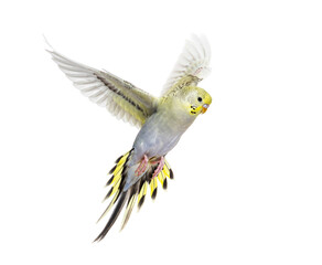 grey rainbow Budgerigar bird flying wings spread, isolated on white