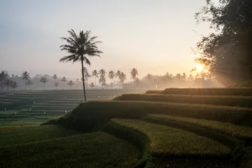 Fotobehang View of rice fields at sunrise © Semoga