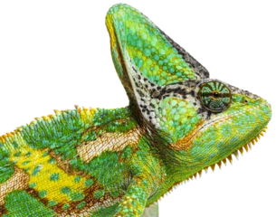 Selbstklebende Fototapeten Macro on a veiled chameleon head, Chamaeleo calyptratus, isolate © Eric Isselée