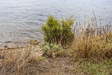 grasses on waters edge of sea