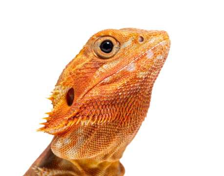 close-up on a Pogona head, agame barbu, isolated on white