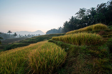 Beautiful view of the rice fields in the village

