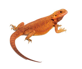 back profile view of a pogona super extrem red super transparent, isolated on white