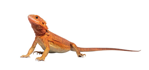 pogona super extrem red super transparent standing in front, isolated on white