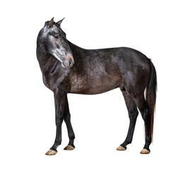 Profile Lusitano, Portuguese horse, isolated on white