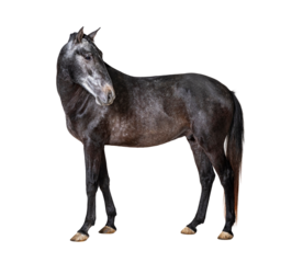 Profile Lusitano, Portuguese horse, isolated on white