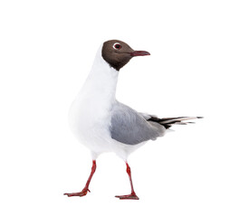 Adult summer plumage, black-headed gull, Chroicocephalus ridibundus, isolated on white