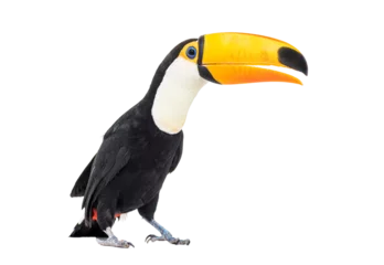 Foto op Canvas Toucan toco, Ramphastos toco, isolated on white © Eric Isselée