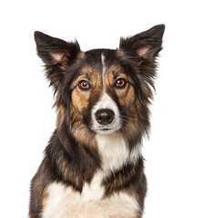 Head shot of a Tri collored Border Collie, two years old, isolated