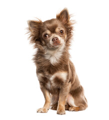 Sitting chihuahua looking away, isolated on white - obrazy, fototapety, plakaty