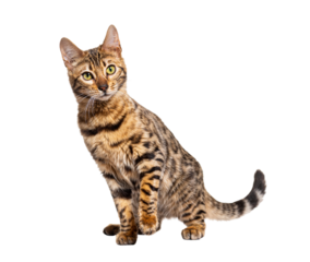 Bengal cat facing the camera, isolated on white