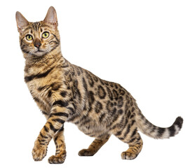 Bengal cat marking the stop and looking away, isolated on white - 594278480