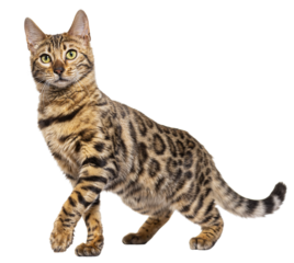 Bengal cat marking the stop and looking away, isolated on white