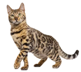 Foto op Plexiglas Bengal cat marking the stop and looking away, isolated on white © Eric Isselée