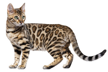 Obraz premium Standing bengal cat, side view, isolated on white