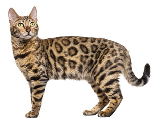 Standing brown bengal cat, side view, isolated on white